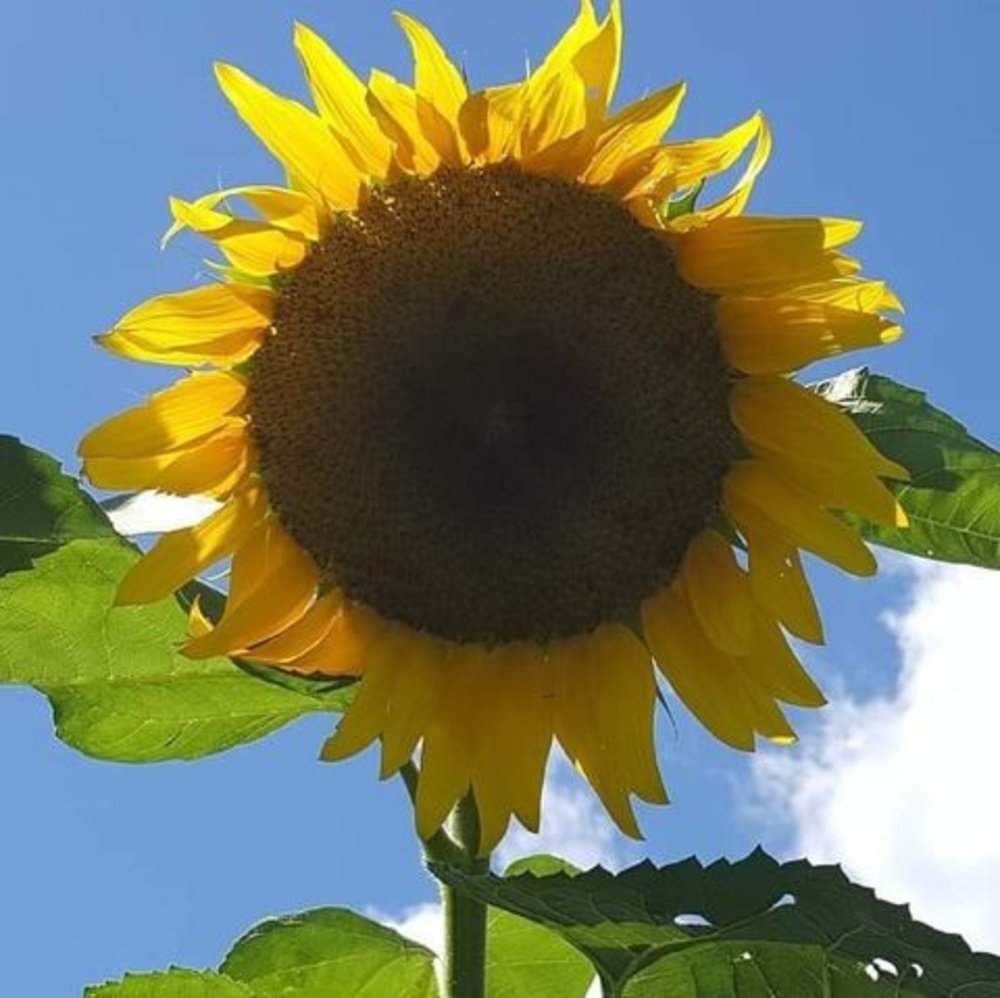 Meet your Posher, Monica